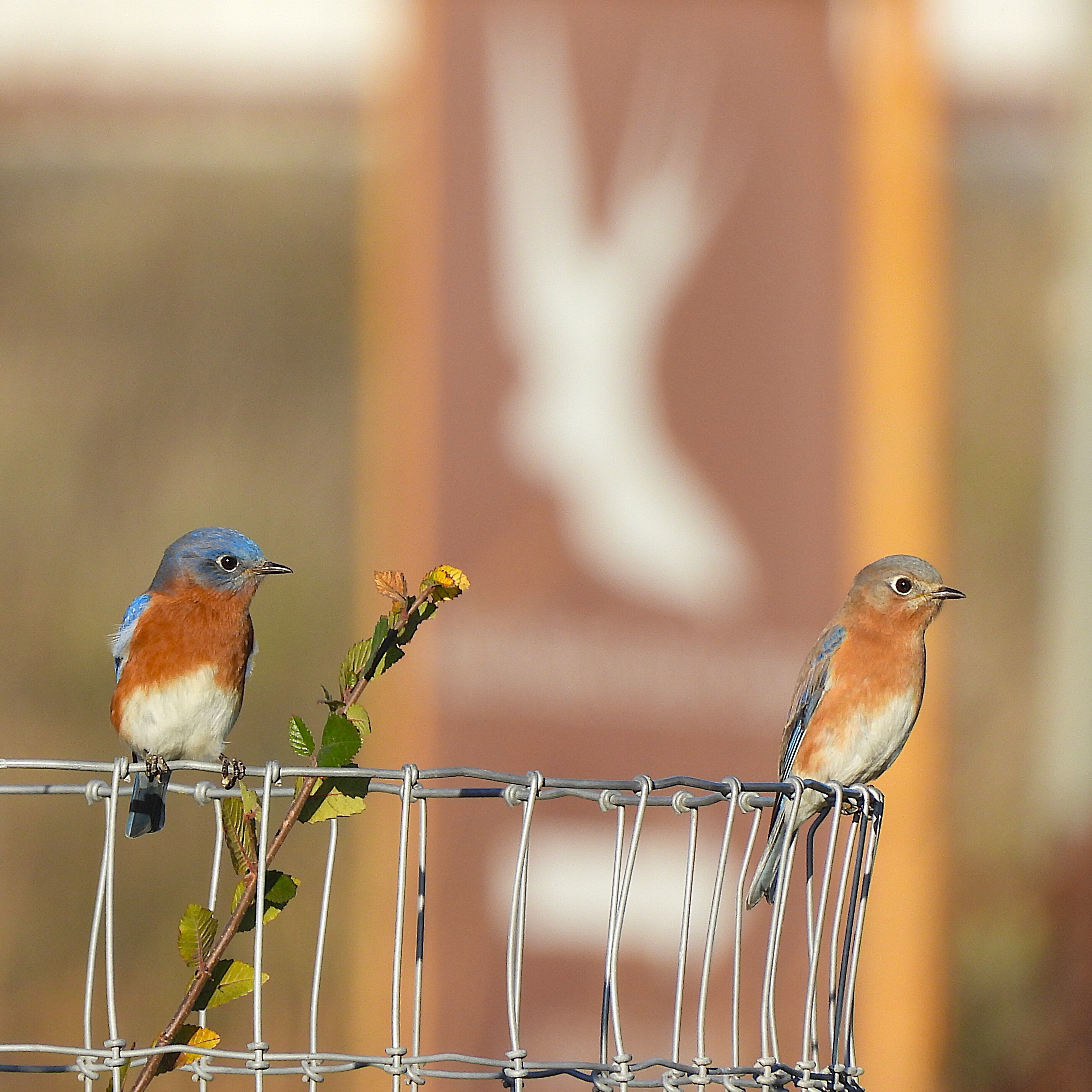 Intro to Birding - logo